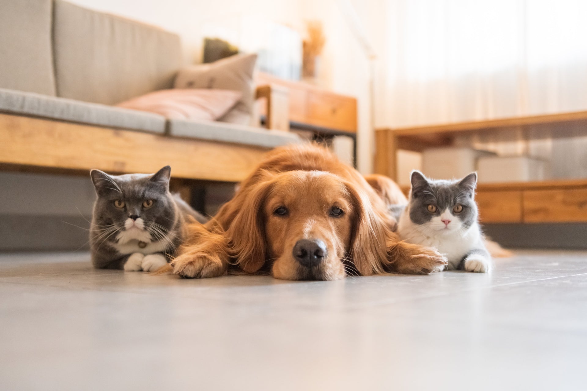 PVC vloer met honden of katten? Dit moet je weten.
