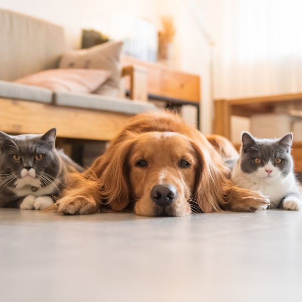 PVC vloer met honden of katten? Dit moet je weten.